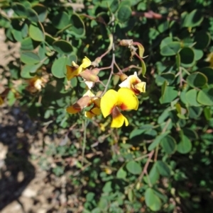 Goodia lotifolia at Molonglo Valley, ACT - 2 Nov 2017