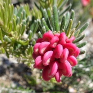 Grevillea lanigera at Molonglo Valley, ACT - 2 Nov 2017