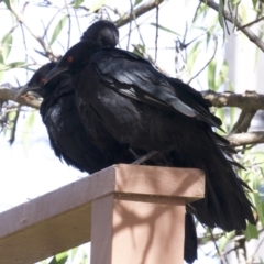 Corcorax melanorhamphos (White-winged Chough) at Ainslie, ACT - 28 Feb 2018 by jb2602