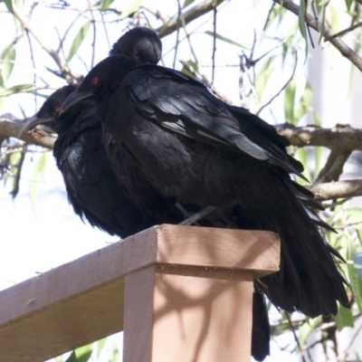 Corcorax melanorhamphos (White-winged Chough) at Ainslie, ACT - 27 Feb 2018 by jbromilow50