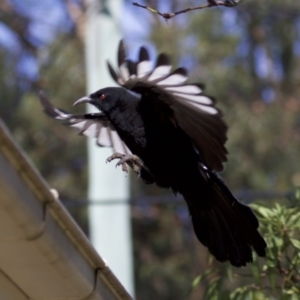 Corcorax melanorhamphos at Ainslie, ACT - 28 Feb 2018 10:41 AM