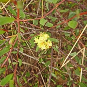 Muehlenbeckia tuggeranong at suppressed - suppressed