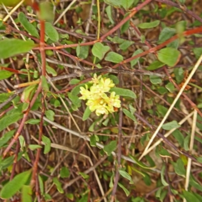 Muehlenbeckia tuggeranong (Tuggeranong Lignum) at Sth Tablelands Ecosystem Park - 30 Nov 2017 by galah681