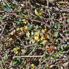 Muehlenbeckia tuggeranong at suppressed - 30 Nov 2017