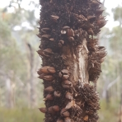 Xanthorrhoea glauca subsp. angustifolia (Grey Grass-tree) at Namadgi National Park - 26 Feb 2018 by LukeJ