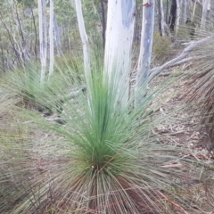 Xanthorrhoea glauca subsp. angustifolia at Cotter River, ACT - suppressed