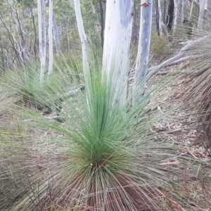 Xanthorrhoea glauca subsp. angustifolia at Cotter River, ACT - 27 Feb 2018