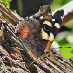 Vanessa itea (Yellow Admiral) at Coree, ACT - 1 Mar 2018 by JohnBundock
