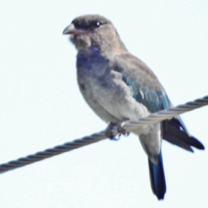 Eurystomus orientalis at Uriarra Village, ACT - 1 Mar 2018 09:57 AM