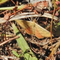 Scopula rubraria (Reddish Wave, Plantain Moth) at Cotter River, ACT - 1 Mar 2018 by JohnBundock