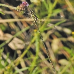 Synlestes weyersii (Bronze Needle) at Cotter River, ACT - 1 Mar 2018 by JohnBundock