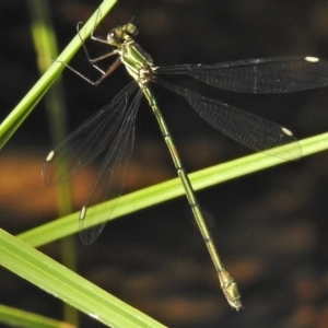 Synlestes weyersii at Cotter River, ACT - 1 Mar 2018 10:38 AM