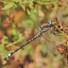 Eusynthemis brevistyla (Small Tigertail) at Cotter River, ACT - 1 Mar 2018 by JohnBundock