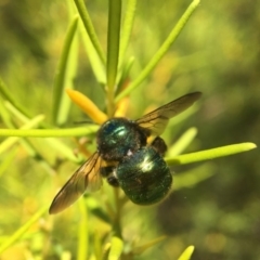 Xylocopa (Lestis) aerata (Golden-Green Carpenter Bee) at Acton, ACT - 1 Mar 2018 by PeterA