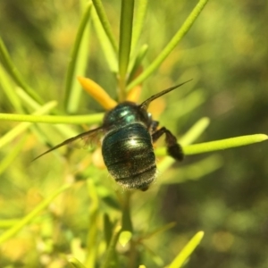 Xylocopa (Lestis) aerata at Acton, ACT - 1 Mar 2018