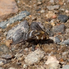 Villa sp. (genus) (Unidentified Villa bee fly) at Namadgi National Park - 28 Feb 2018 by JudithRoach