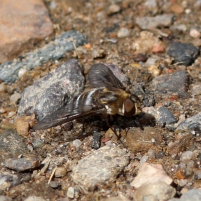 Villa sp. (genus) (Unidentified Villa bee fly) at Namadgi National Park - 28 Feb 2018 by JudithRoach