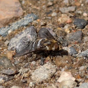 Villa sp. (genus) at Rendezvous Creek, ACT - 28 Feb 2018