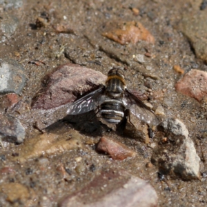 Villa sp. (genus) at Rendezvous Creek, ACT - 28 Feb 2018 03:17 PM