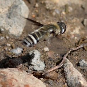 Villa sp. (genus) at Rendezvous Creek, ACT - 28 Feb 2018