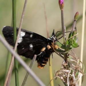 Phalaenoides tristifica at Rendezvous Creek, ACT - 28 Feb 2018 03:15 PM