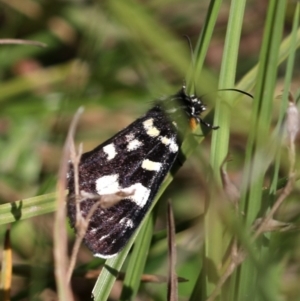 Phalaenoides tristifica at Rendezvous Creek, ACT - 28 Feb 2018