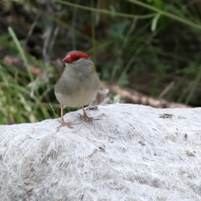 Neochmia temporalis (Red-browed Finch) at Tennent, ACT - 28 Feb 2018 by JudithRoach