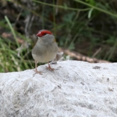 Neochmia temporalis (Red-browed Finch) at Tennent, ACT - 27 Feb 2018 by Judith Roach