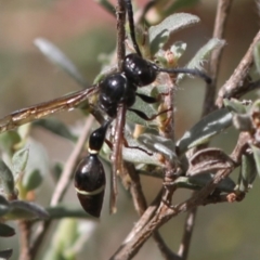 Australozethus sp. (genus) (Potter wasp) at Tennent, ACT - 28 Feb 2018 by JudithRoach