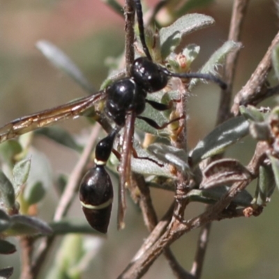 Australozethus sp. (genus) (Potter wasp) at Tennent, ACT - 28 Feb 2018 by JudithRoach