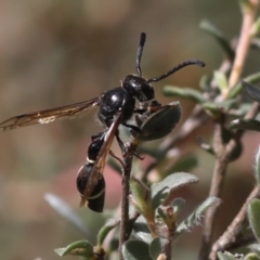 Australozethus sp. (genus) at Tennent, ACT - 28 Feb 2018 10:26 AM