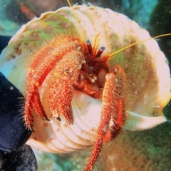 Strigopagurus strigimanus (Stridulating Hermit Crab) at Merimbula, NSW - 30 Nov 2016 by rickcarey