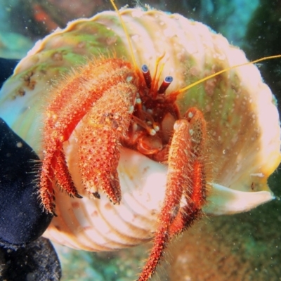 Strigopagurus strigimanus (Stridulating Hermit Crab) at Merimbula, NSW - 1 Dec 2016 by rickcarey