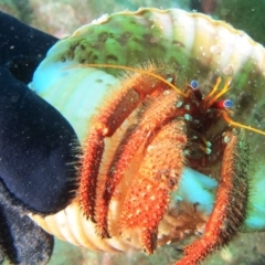 Strigopagurus strigimanus at Merimbula, NSW - 1 Dec 2016