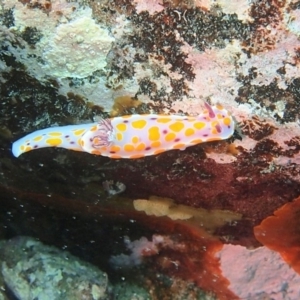 Ceratosoma amoenum at Merimbula, NSW - 2 Dec 2016 12:00 AM