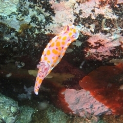 Ceratosoma amoenum at Merimbula, NSW - 2 Dec 2016 12:00 AM