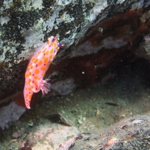 Ceratosoma amoenum at Merimbula, NSW - 2 Dec 2016 12:00 AM