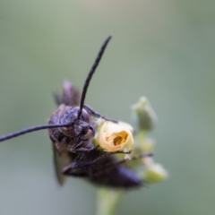 Laeviscolia frontalis (Two-spot hairy flower wasp) at Murrumbateman, NSW - 1 Mar 2018 by SallyandPeter