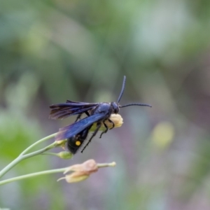 Laeviscolia frontalis at Murrumbateman, NSW - 1 Mar 2018 04:45 PM