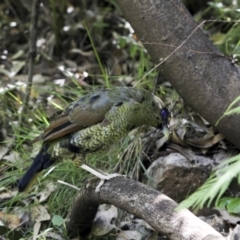 Ptilonorhynchus violaceus (Satin Bowerbird) at Acton, ACT - 28 Feb 2018 by Alison Milton