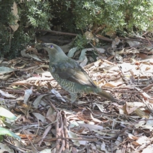 Ptilonorhynchus violaceus at Acton, ACT - 1 Mar 2018