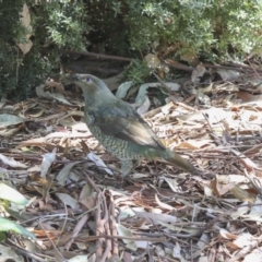 Ptilonorhynchus violaceus at Acton, ACT - 1 Mar 2018