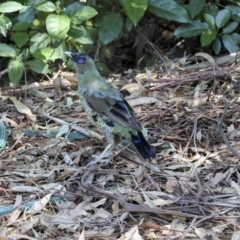 Ptilonorhynchus violaceus at Acton, ACT - 1 Mar 2018