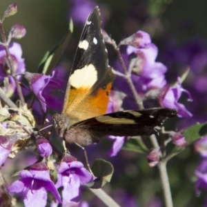 Vanessa itea at Higgins, ACT - 29 Oct 2016 02:36 PM