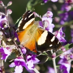 Vanessa itea at Higgins, ACT - 29 Oct 2016 02:36 PM