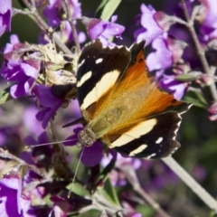 Vanessa itea at Higgins, ACT - 29 Oct 2016 02:36 PM