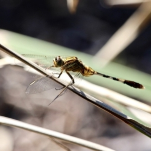 Orthetrum sabina at Bournda, NSW - 4 Jan 2018