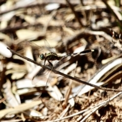 Orthetrum sabina at Bournda, NSW - 4 Jan 2018 05:49 PM