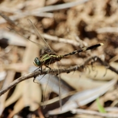 Orthetrum sabina at Bournda, NSW - 4 Jan 2018