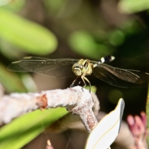 Orthetrum sabina at Bournda, NSW - 4 Jan 2018